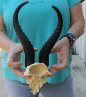 Male Springbok Skull Plate with 10" Horns