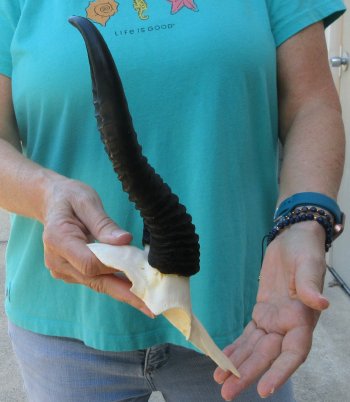 Male Springbok Skull Plate with 10" Horns