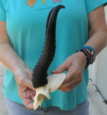 Male Springbok Skull Plate with 10-1/2" Horns