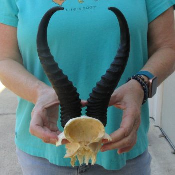 Male Springbok Skull Plate with 10-1/2" Horns