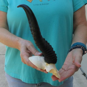 Male Springbok Skull Plate with 10-1/2" Horns
