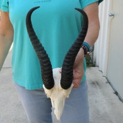 Male Springbok Skul...