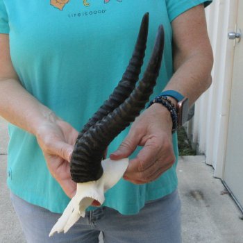 Male Springbok Skull Plate with 11" Horns