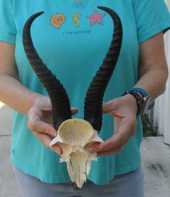 Male Springbok Skull Plate with 11" Horns