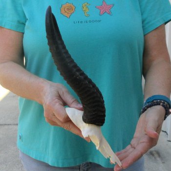 Male Springbok Skull Plate with 11" Horns