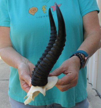 Male Springbok Skull Plate with 11" Horns