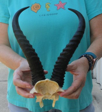 Male Springbok Skull Plate with 11" Horns