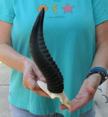 Male Springbok Skull Plate with 11" Horns