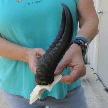 Male Springbok Skull Plate with 10-1/2" Horns