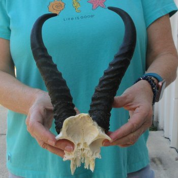Male Springbok Skull Plate with 10-1/2" Horns