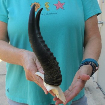 Male Springbok Skull Plate with 10-1/2" Horns
