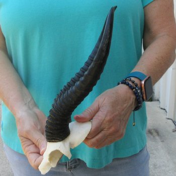 Male Springbok Skull Plate with 11-1/4" Horns