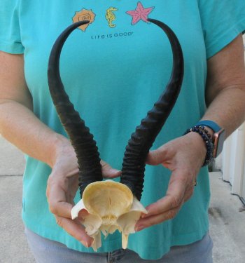 Male Springbok Skull Plate with 11-1/4" Horns