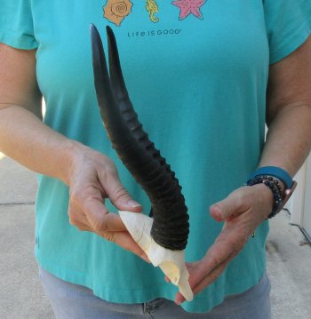 Male Springbok Skull Plate with 11-1/4" Horns
