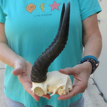 Male Springbok Skull Plate with 10-1/2" Horns