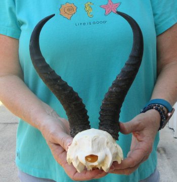 Male Springbok Skull Plate with 10-1/2" Horns