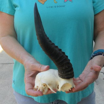 Male Springbok Skull Plate with 10-1/2" Horns