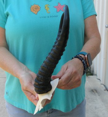 Male Springbok Skull Plate with 11-1/4" Horns