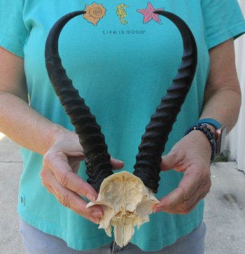 Male Springbok Skull Plate with 11-1/4" Horns
