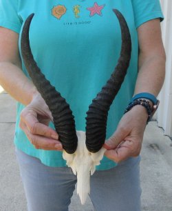 Male Springbok Skul...