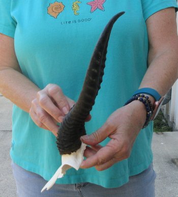 Male Springbok Skull Plate with 11" Horns