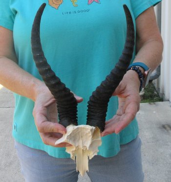 Male Springbok Skull Plate with 11" Horns
