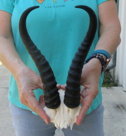 Male Springbok Skul...