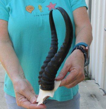 Male Springbok Skull Plate with 11" Horns