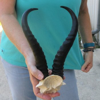 Male Springbok Skull Plate with 11" Horns