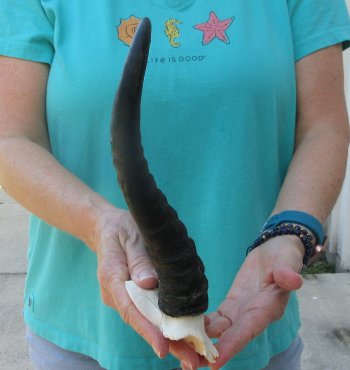 Male Springbok Skull Plate with 11" Horns