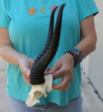 Male Springbok Skull Plate with 11-1/4" Horns