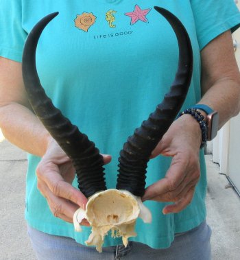 Male Springbok Skull Plate with 11-1/4" Horns