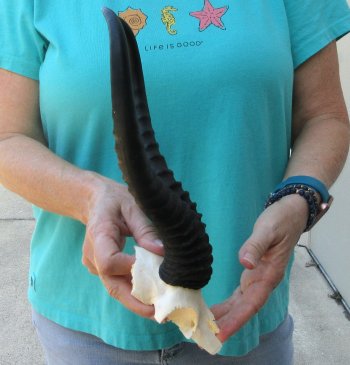Male Springbok Skull Plate with 11-1/4" Horns