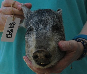 9-10" Preserved Georgia Wild Boar / Hog Head - $30