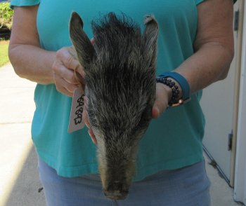 9-10" Preserved Georgia Wild Boar / Hog Head - $30