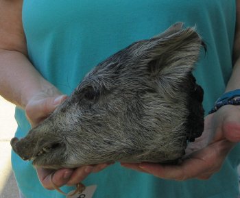 9-10" Preserved Georgia Wild Boar / Hog Head - $30
