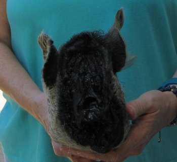 9-10" Preserved Georgia Wild Boar / Hog Head - $30