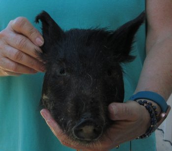 9-10" Preserved Georgia Wild Boar / Hog Head - $30