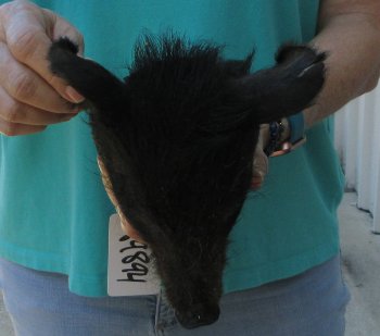 9-10" Preserved Georgia Wild Boar / Hog Head - $30