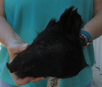 9-10" Preserved Georgia Wild Boar / Hog Head - $30