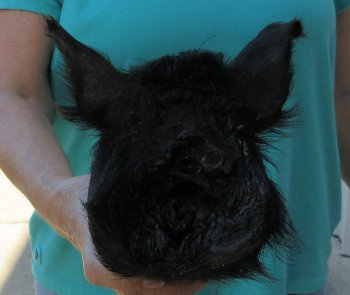 9-10" Preserved Georgia Wild Boar / Hog Head - $30