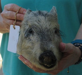 9-10" Preserved Georgia Wild Boar / Hog Head - $30