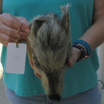 9-10" Preserved Georgia Wild Boar / Hog Head - $30