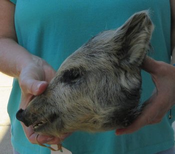 9-10" Preserved Georgia Wild Boar / Hog Head - $30