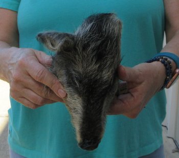 7-8" Preserved Georgia Wild Boar / Hog Head - $25