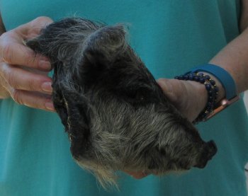 7-8" Preserved Georgia Wild Boar / Hog Head - $25