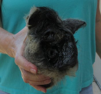 7-8" Preserved Georgia Wild Boar / Hog Head - $25