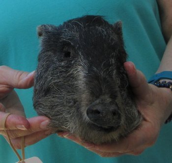 9-10" Preserved Georgia Wild Boar / Hog Head - $30