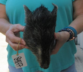 9-10" Preserved Georgia Wild Boar / Hog Head - $30
