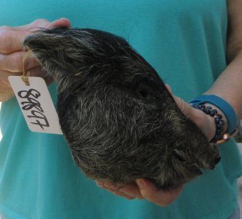 9-10" Preserved Georgia Wild Boar / Hog Head - $30